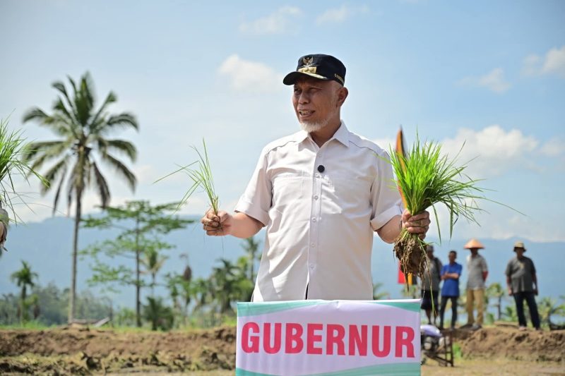 Gubernur Sumbar, Mahyeldi Ansharullah ikut turun langsung menanam padi dalam kegiatan tanam serempak 50.000 hektare di Sumbar yang dipusatkan di Nagari Koto Kaciak, Kecamatan Tanjung Raya, Kabupaten Agam, Kamis (30/4/2026).