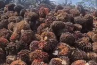 Harga TBS Sawit di Kabupaten Pasaman Barat Tembus Rp3.300.