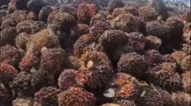 Harga TBS Sawit di Kabupaten Pasaman Barat Tembus Rp3.300.