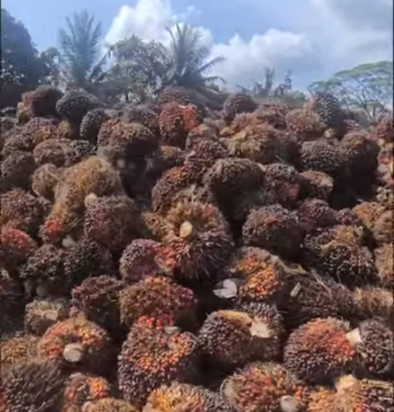 Harga TBS Sawit di Kabupaten Pasaman Barat Tembus Rp3.300.