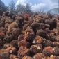 Harga TBS Sawit di Kabupaten Pasaman Barat Tembus Rp3.300.