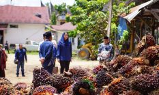 Bupati Dharmasraya Keluarkan Teguran Keras ke PKS Terkait Dugaan Penurunan Sepihak Harga TBS Sawit