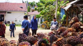 Bupati Dharmasraya, Annisa Suci Ramadhani, mengeluarkan himbauan tegas kepada seluruh perusahaan Pabrik Kelapa Sawit (PKS) di Kabupaten Dharmasraya terkait penurunan harga Tandan Buah Segar (TBS) yang terjadi secara signifikan di tingkat petani sejak 20 Mei 2026.