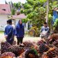 Bupati Dharmasraya, Annisa Suci Ramadhani, mengeluarkan himbauan tegas kepada seluruh perusahaan Pabrik Kelapa Sawit (PKS) di Kabupaten Dharmasraya terkait penurunan harga Tandan Buah Segar (TBS) yang terjadi secara signifikan di tingkat petani sejak 20 Mei 2026.