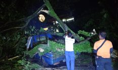 BPBD Padang Imbau Warga Waspada Cuaca Ekstrem, Sejumlah Pohon Tumbang Akibat Hujan dan Angin Kencang