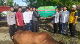 Polsek Koto Tangah, Kota Padang, melaksanakan penyembelihan hewan kurban sebanyak 9 ekor sapi dan 7 ekor kambing di lingkungan Mapolsek Koto Tangah, Kamis, (28/5/2026).